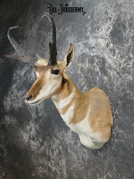 Pronghorn Antelope taxidermy shoulder mount SCI Gold SKU 2399 - Image 8