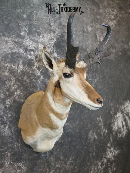 Pronghorn Antelope taxidermy shoulder mount SCI Gold SKU 2399 - Image 7