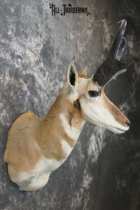 Pronghorn Antelope taxidermy shoulder mount SCI Gold SKU 2399 - Image 6