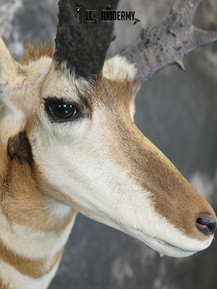 Pronghorn Antelope taxidermy shoulder mount SCI Gold SKU 2399 - Image 5