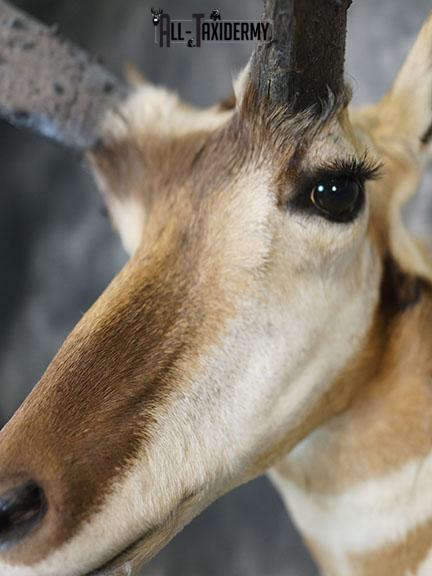 Pronghorn Antelope taxidermy shoulder mount SCI Gold SKU 2399 - Image 4