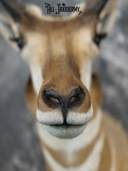 Pronghorn Antelope taxidermy shoulder mount SCI Gold SKU 2399 - Image 3