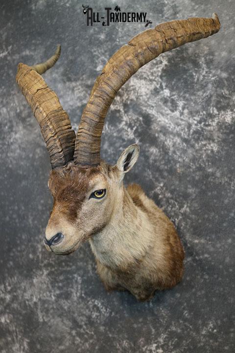 Gredos Ibex taxidermy shoulder mount SKU 2396 - Image 2