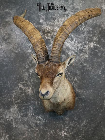 Gredos Ibex taxidermy shoulder mount SKU 2396