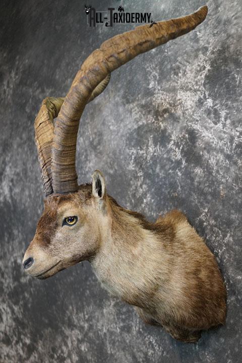 Gredos Ibex taxidermy shoulder mount SKU 2396 - Image 8