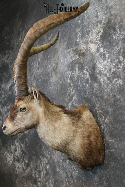 Gredos Ibex taxidermy shoulder mount SKU 2396 - Image 7