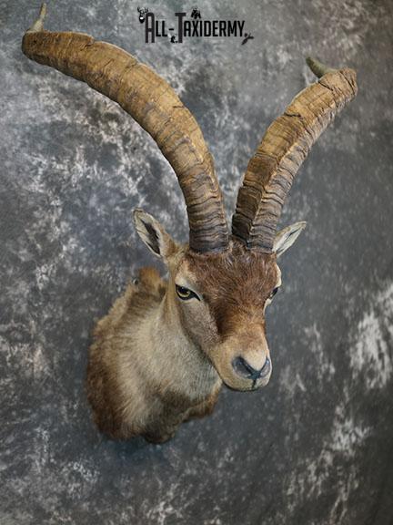Gredos Ibex taxidermy shoulder mount SKU 2396 - Image 6