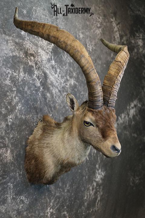 Gredos Ibex taxidermy shoulder mount SKU 2396 - Image 5
