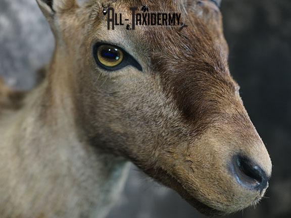 Gredos Ibex taxidermy shoulder mount SKU 2396 - Image 4