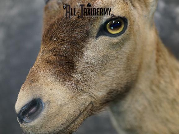 Gredos Ibex taxidermy shoulder mount SKU 2396 - Image 3