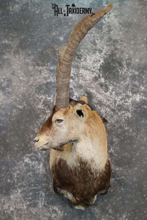Gredos Ibex taxidermy shoulder mount SKU 2395