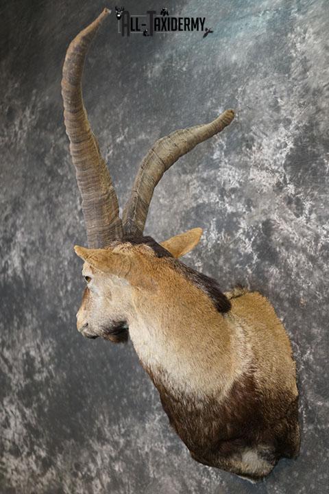 Gredos Ibex taxidermy shoulder mount SKU 2395 - Image 2