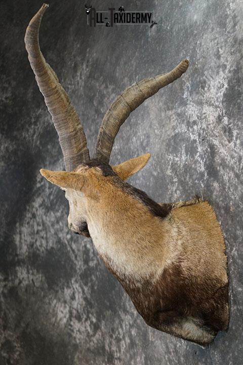 Gredos Ibex taxidermy shoulder mount SKU 2395 - Image 8