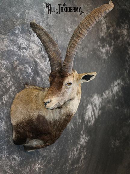 Gredos Ibex taxidermy shoulder mount SKU 2395 - Image 7