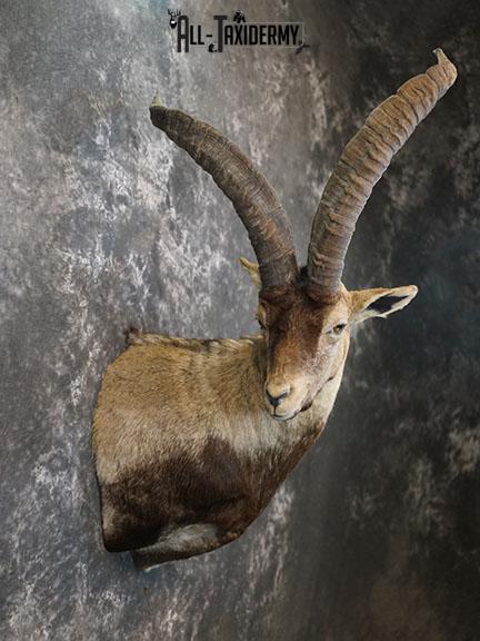 Gredos Ibex taxidermy shoulder mount SKU 2395 - Image 6