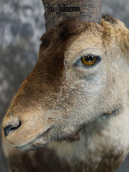 Gredos Ibex taxidermy shoulder mount SKU 2395 - Image 5