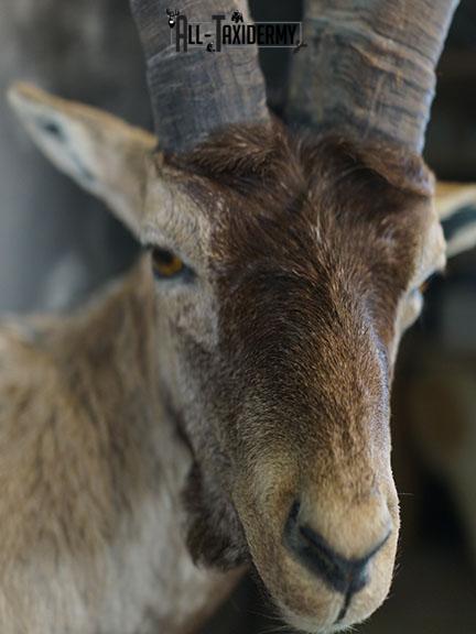 Gredos Ibex taxidermy shoulder mount SKU 2395 - Image 4