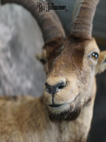 Gredos Ibex taxidermy shoulder mount SKU 2395 - Image 3