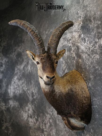 Gredos Ibex taxidermy shoulder mount SKU 2397 - Image 8