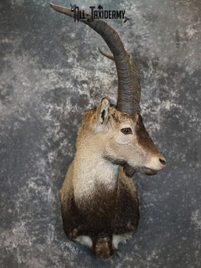 Gredos Ibex taxidermy shoulder mount SKU 2397