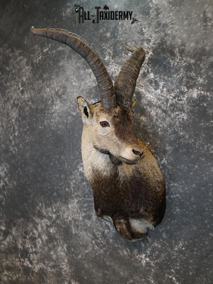 Gredos Ibex taxidermy shoulder mount SKU 2397 - Image 7