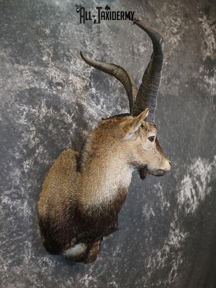 Gredos Ibex taxidermy shoulder mount SKU 2397 - Image 6