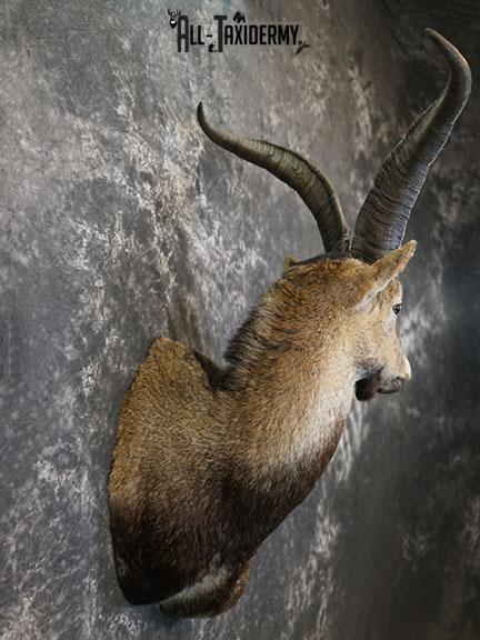 Gredos Ibex taxidermy shoulder mount SKU 2397 - Image 5