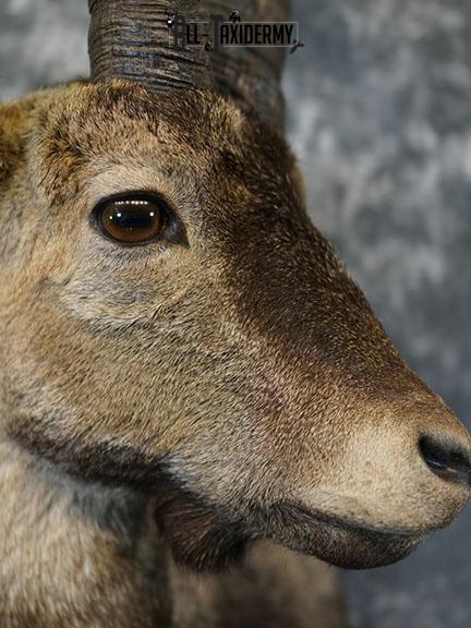 Gredos Ibex taxidermy shoulder mount SKU 2397 - Image 4