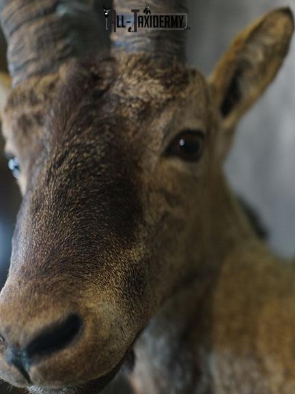 Gredos Ibex taxidermy shoulder mount SKU 2397 - Image 3