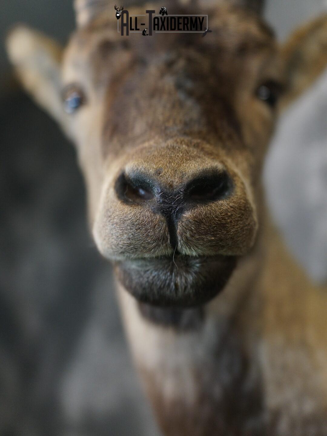 Gredos Ibex taxidermy shoulder mount SKU 2397 - Image 2