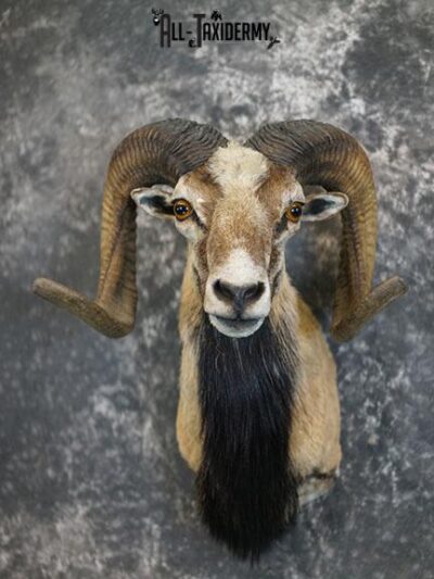 Mouflon Sheep taxidermy mount SKU 2382