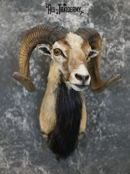Mouflon Sheep taxidermy mount SKU 2382 - Image 3