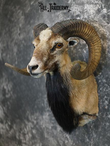 Mouflon Sheep taxidermy mount SKU 2382 - Image 4