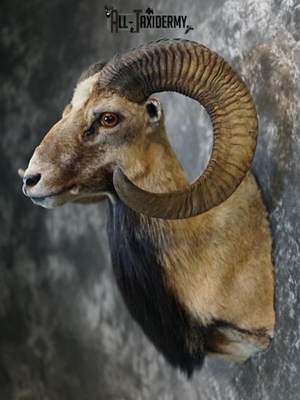 Mouflon Sheep taxidermy mount SKU 2382 - Image 5