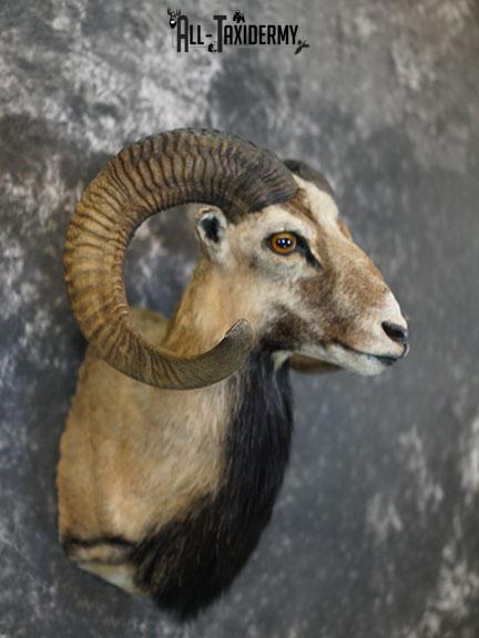 Mouflon Sheep taxidermy mount SKU 2382 - Image 6