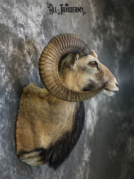 Mouflon Sheep taxidermy mount SKU 2382 - Image 7