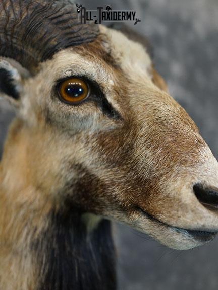Mouflon Sheep taxidermy mount SKU 2382 - Image 8