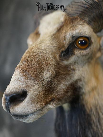 Mouflon Sheep taxidermy mount SKU 2382 - Image 9
