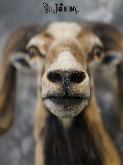 Mouflon Sheep taxidermy mount SKU 2382 - Image 10