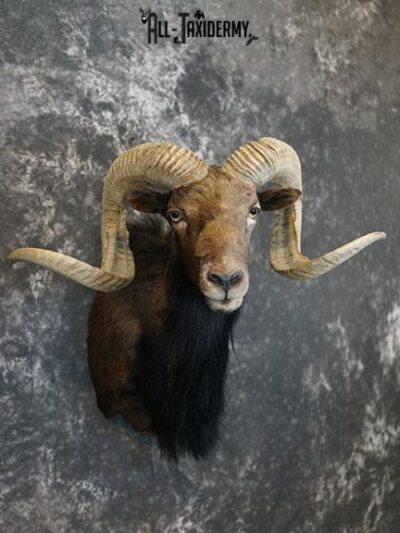 Black Hawaiian Sheep taxidermy mount SKU 2380