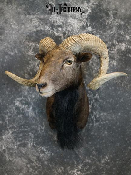 Black Hawaiian Sheep taxidermy mount SKU 2380 - Image 2