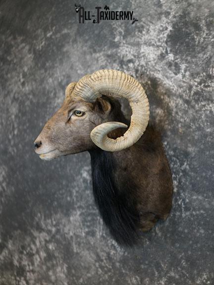 Black Hawaiian Sheep taxidermy mount SKU 2380 - Image 9