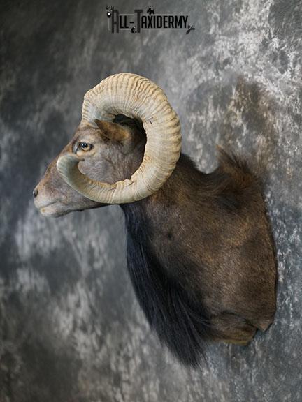 Black Hawaiian Sheep taxidermy mount SKU 2380 - Image 8