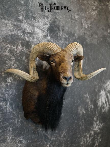 Black Hawaiian Sheep taxidermy mount SKU 2380 - Image 7