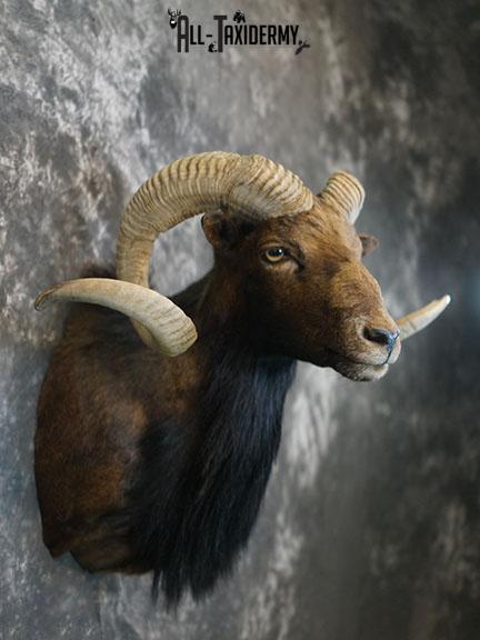 Black Hawaiian Sheep taxidermy mount SKU 2380 - Image 6