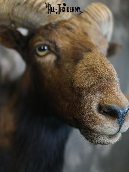 Black Hawaiian Sheep taxidermy mount SKU 2380 - Image 5