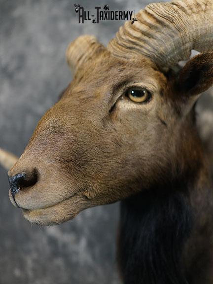 Black Hawaiian Sheep taxidermy mount SKU 2380 - Image 4