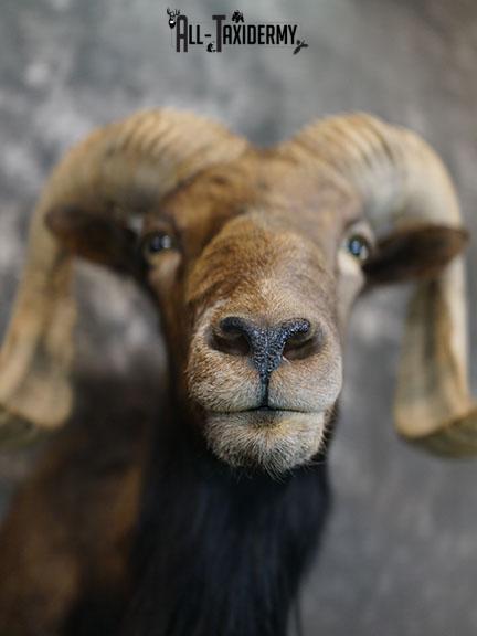 Black Hawaiian Sheep taxidermy mount SKU 2380 - Image 3