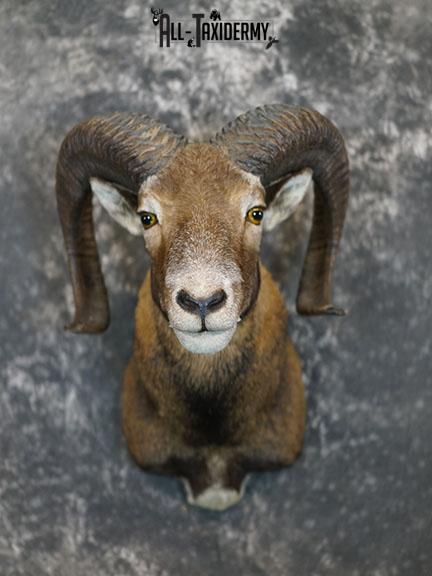 Mouflon Sheep taxidermy mount SKU 2379
