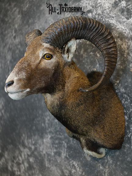 Mouflon Sheep taxidermy mount SKU 2379 - Image 2
